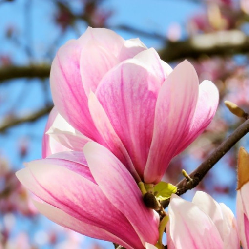 Magnólie 'Betty' P9/C1