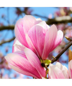 Magnólie 'Betty' P9/C1