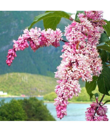 Šeřík Syringa Reflexa kontejner, 2L