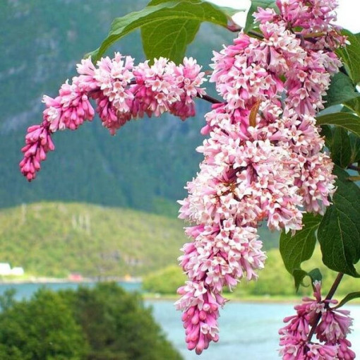 Šeřík Syringa Reflexa P9/C1