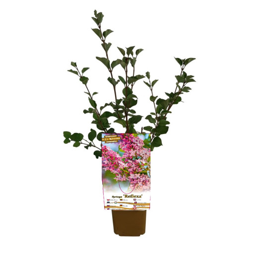 Šeřík Syringa Reflexa P9/C1