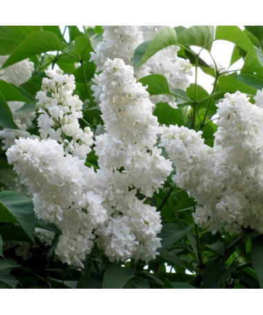 Šeřík obecný 'Mme Florent Stepman' P9/C1