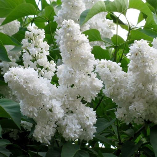 Šeřík obecný 'Mme Florent Stepman' P9/C1