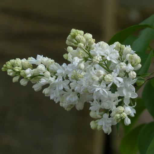 Kanadský šeřík (Syringa) 'Agnes Smith' P9/C1