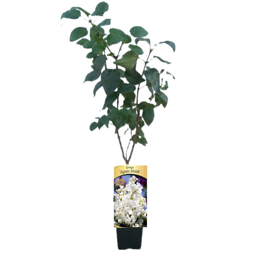 Kanadský šeřík (Syringa) 'Agnes Smith' P9/C1