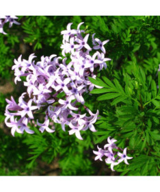 Jalovec (forsytie) Syringa laciniata P9/C1