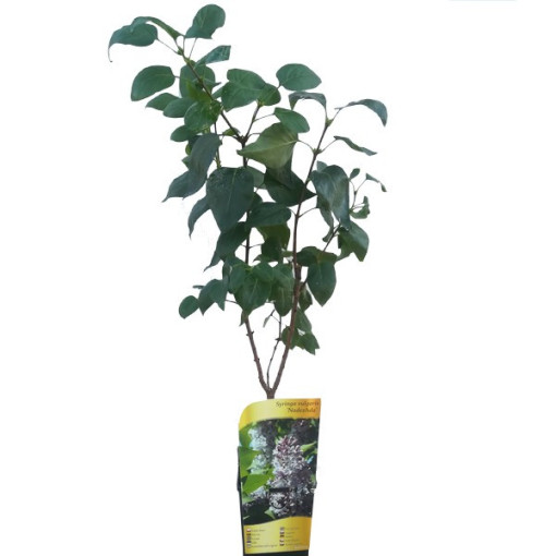 Obvyklý šeřík 'Nadezhda' v květináči, 2l