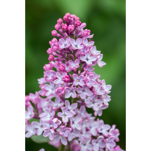 Živý plot (bez) Ottawa 'Helen' P9/C1