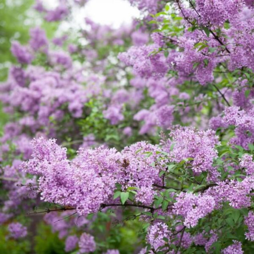 Šeřík (bez) Miss Kim P9, 2L