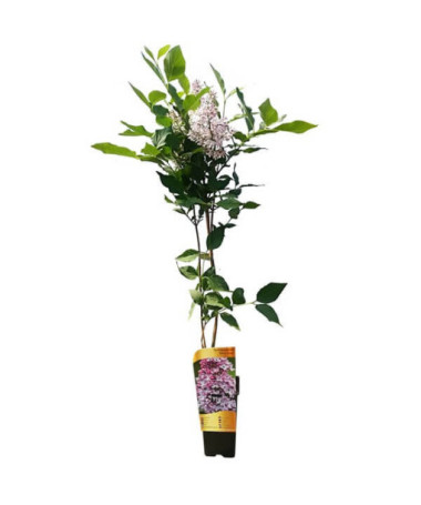 Šeřík (bez) Miss Kim P9, 2L