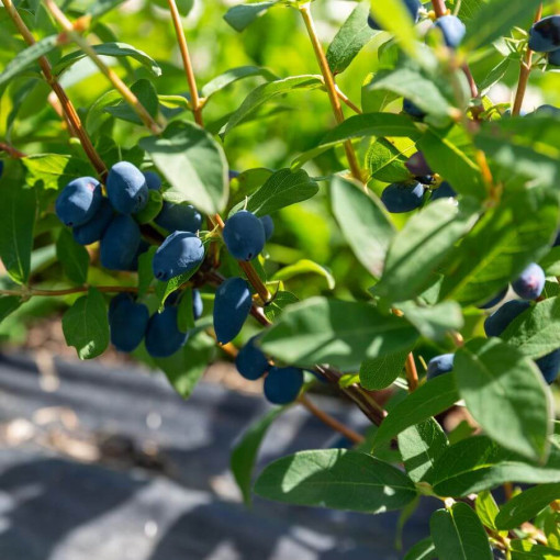 Kamčatská borůvka 'Lori' P9/C1