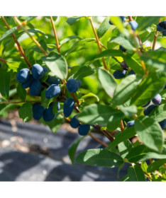 Kamčatská borůvka 'Lori' P9/C1