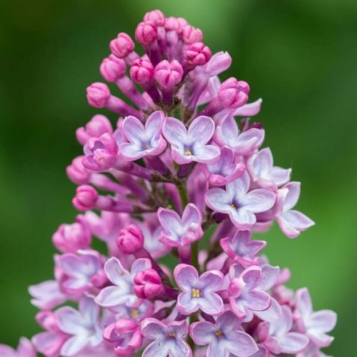 Šeřík (bez) 'Miss Kim' P9/C1