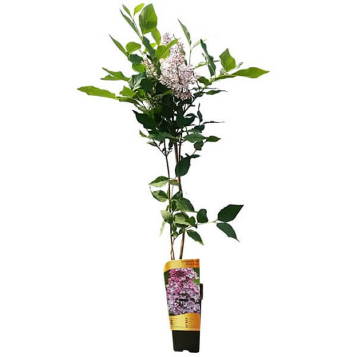 Šeřík (bez) 'Miss Kim' P9/C1