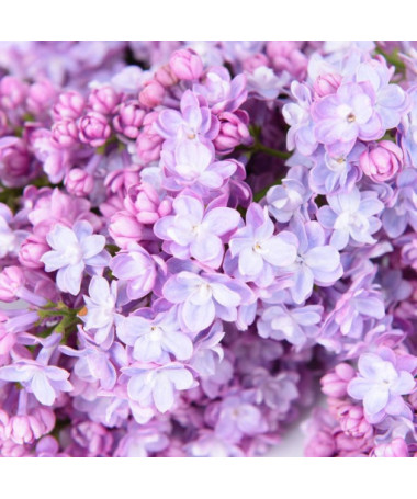 Čilimník (Syringa) 'Nocturne' květináč, 2L