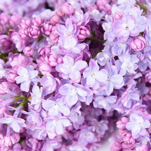 Čilimník (Syringa) 'Nocturne' květináč, 2L