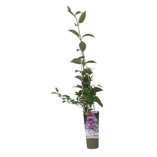 Lilkovec (bez) 'Nocturne' P9/C1