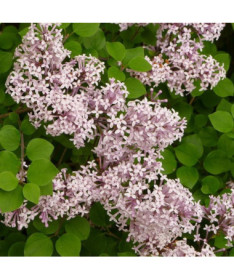 Lilkovec (Syringa) Meyer 'Palibin' květináč, 2L