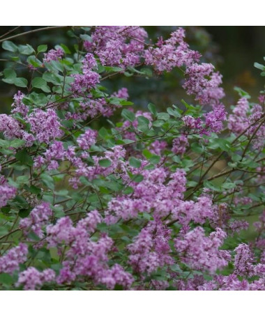 Lilkovec (Syringa) Meyer 'Palibin' květináč, 2L