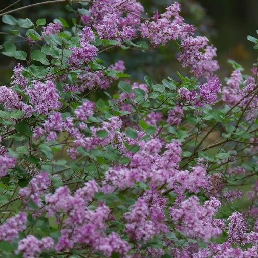 Lilkovec (Syringa) Meyer 'Palibin' květináč, 2L