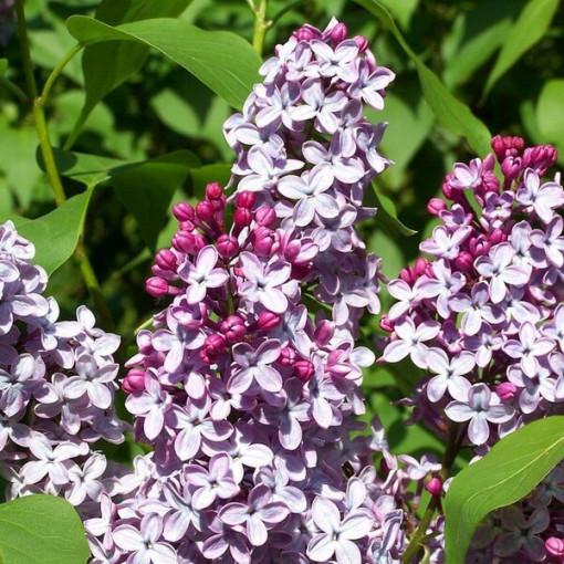 Lilkovec (Syringa) Meyer 'Palibin' květináč, 2L