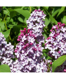 Lilkovec (Syringa) Meyer 'Palibin' P9/C1