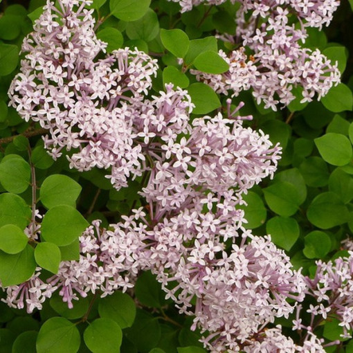 Lilkovec (Syringa) Meyer 'Palibin' P9/C1