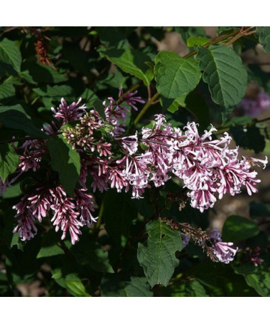 Lilkovec (Syringa) Josika, květináč, 2L
