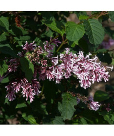 Lilkovec (Syringa) Josika, květináč, 2L