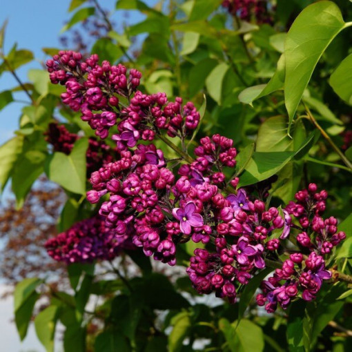 Čínský šeřík (Syringa) 'Saugeana', květináč, 2L