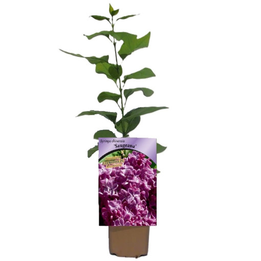 Syringa (bez) čínský 'Saugeana' P9/C1