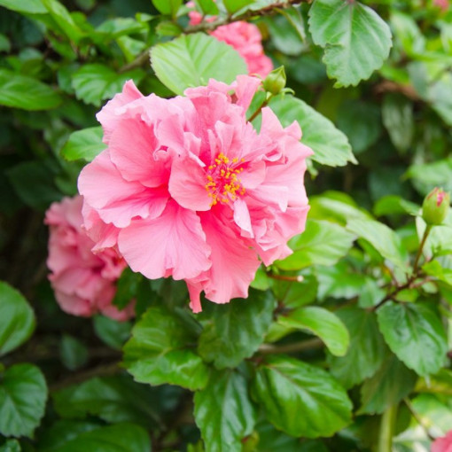 Syrský ibišek (Hibiscus) 'Sanchonyo' P9/C1