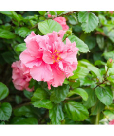 Syrský ibišek (Hibiscus) 'Sanchonyo' P9/C1