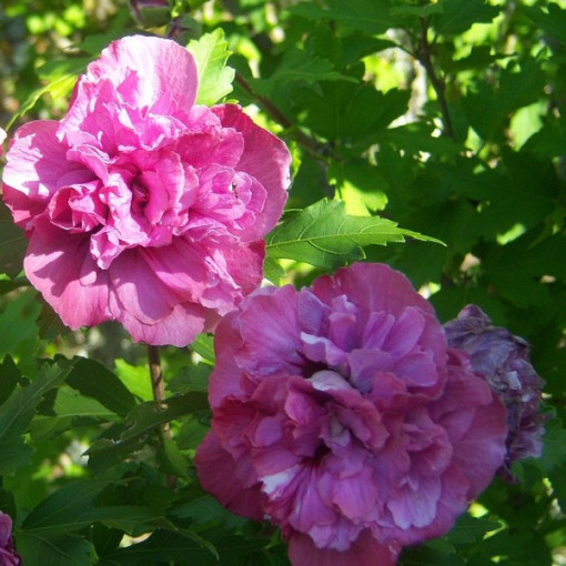 Syrský ibišek (Hibiscus) 'Sanchonyo' P9/C1