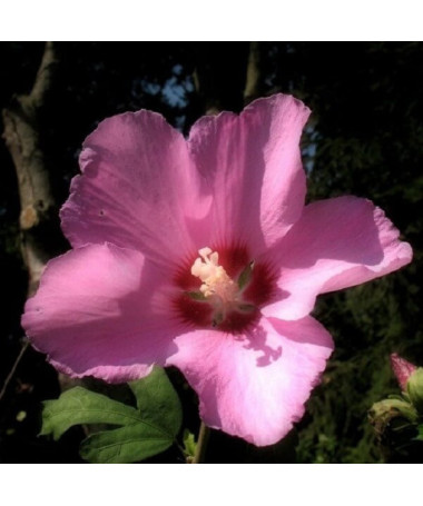 Syrský ibišek (Hibiscus) 'Russian Violet' P9/C1