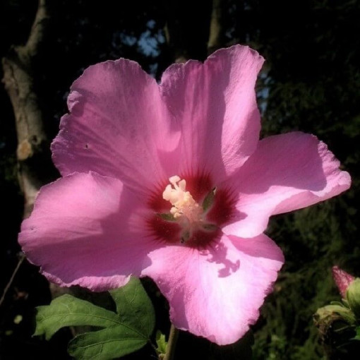 Syrský ibišek (Hibiscus) 'Russian Violet' P9/C1