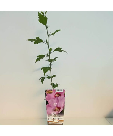 Syrský ibišek (Hibiscus) 'Russian Violet' P9/C1