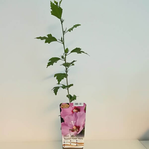 Syrský ibišek (Hibiscus) 'Russian Violet' P9/C1