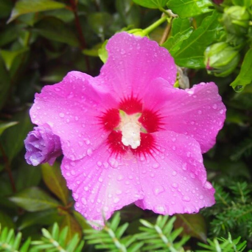 Syrský ibišek (Hibiscus) 'Pink Giant' P9/C1