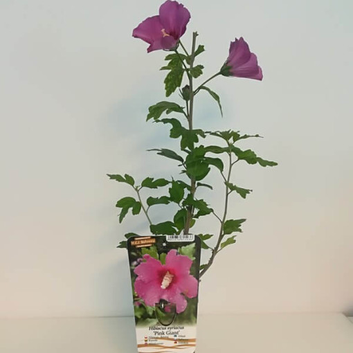 Syrský ibišek (Hibiscus) 'Pink Giant' P9/C1