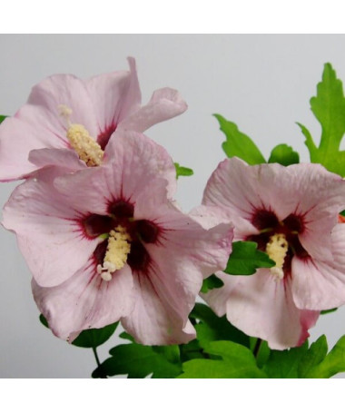 Syrský ibišek (Hibiscus) 'Mathilde' květináč, 2L
