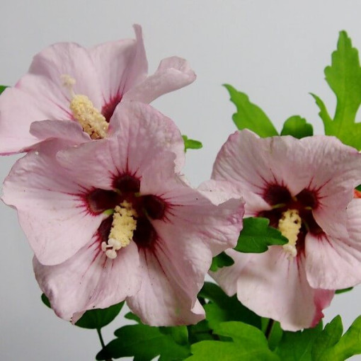 Syrský ibišek (Hibiscus) 'Mathilde' květináč, 2L