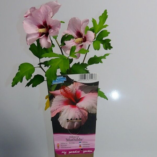 Syrský ibišek (Hibiscus) 'Mathilde' květináč, 2L