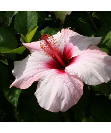Syrský ibišek (Hibiscus) 'Mathilde' P9/C1