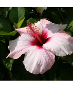 Syrský ibišek (Hibiscus) 'Mathilde' P9/C1