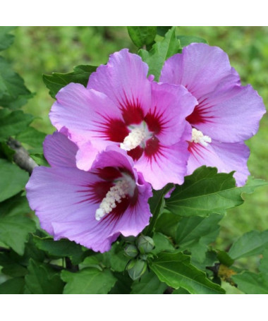 Syrský ibišek (Hibiscus) 'Maike' P9/C1
