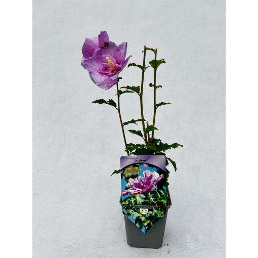 Syrský ibišek (Hibiscus) Ardens P9/C1