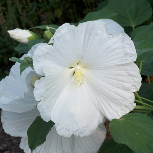 Syrský ibišek (Hibiscus) 'William R. Smith' P9/C1