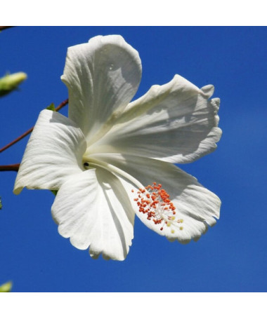 Syrský ibišek (Hibiscus) 'William R. Smith' P9/C1
