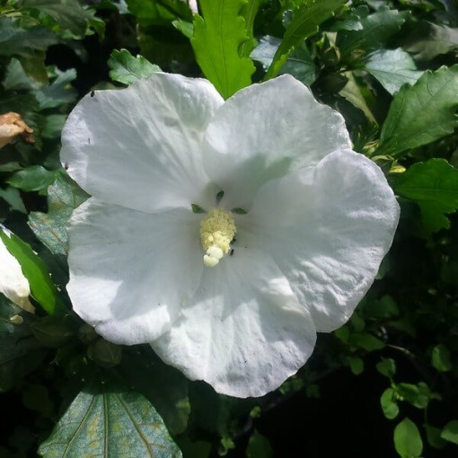 Syrský ibišek (Hibiscus) 'William R. Smith' P9/C1